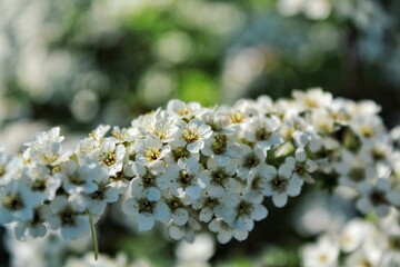 petites fleurs blanches