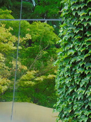 trees and ivy on glass building
