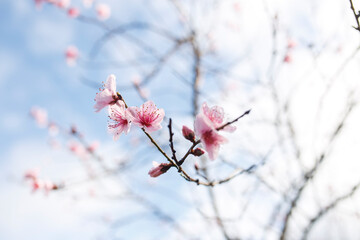 pink blossom flowers in Adelaide, South Australia from a blossom tree in spring, against a blue background