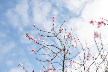 pink blossom flowers in Adelaide, South Australia from a blossom tree in spring, against a blue background