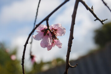 pink blossom flowers in Adelaide, South Australia from a blossom tree in spring, against a blue background
