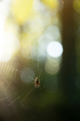 Spider holding on a web in the woods of the hunt.bright yellow sun light, network of spider, spring season, beauty of wild nature concept