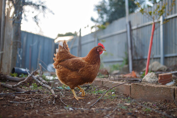 house chickens roaming in the backyard in Adelaide, South Australia