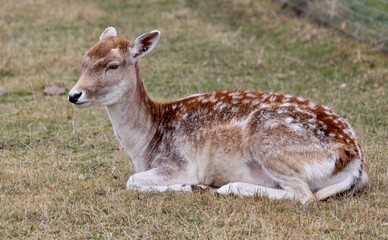 deer in the woods