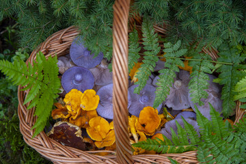 Bright multicolored mushrooms in a wicker basket .