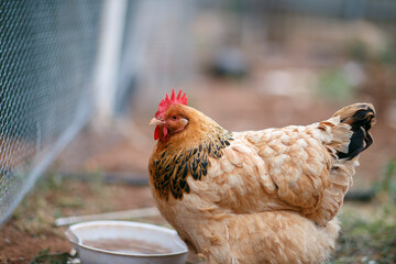 house chickens roaming in the backyard in Adelaide, South Australia