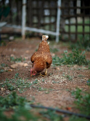 house chickens roaming in the backyard in Adelaide, South Australia