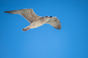 A large grey gull in flight