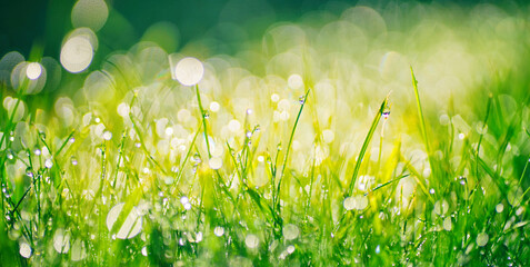 Very beautiful wide-format photo of green grass close-up in an early spring or summer morning, with dew or rain drops on the blades of grass and light bokeh in the morning sun. - Powered by Adobe