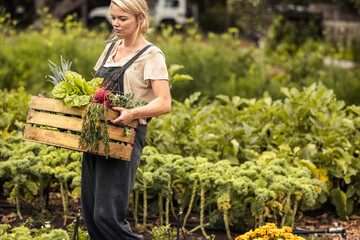 Self-sustainable organic farmer gathering vegetables on her farm