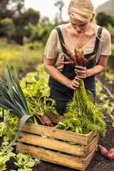 Woman gathering fresh vegetables on her farm