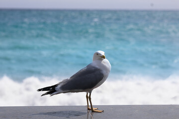Seagull on the beach in summer. On the ocean shore. The sea and the seagull. Sea bird.