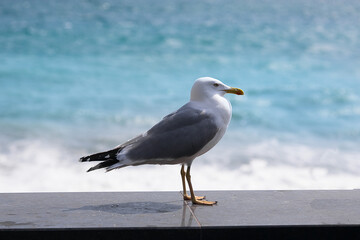 Fototapeta na wymiar Seagull on the beach in summer. On the ocean shore. The sea and the seagull. Sea bird.