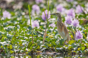 Squacco Heron - Ardeola ralloides, small beautiful heron from Euroasian swamps and marsches, Queen Elizabeth National Park, Uganda.