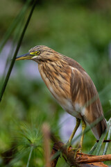 Squacco Heron - Ardeola ralloides, small beautiful heron from Euroasian swamps and marsches, Queen Elizabeth National Park, Uganda.