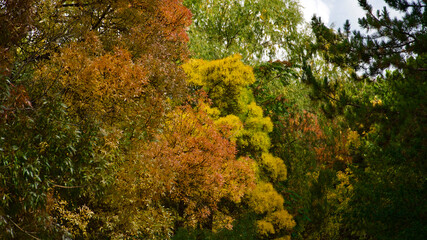 Fototapeta premium Yellowing leaves and last flowers in autumn. Fallen leaves and autumn landscape.