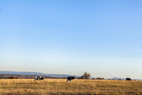 Dairy Cattle In Farm Paddock On Hill With Big Open Blue Sky