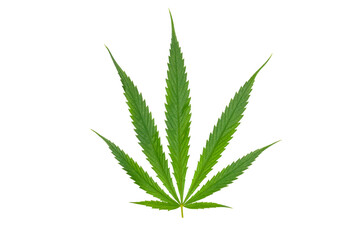 Green Cannabis or Marijuana leaf on white background.