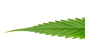 Green Cannabis or Marijuana leaf on white background.