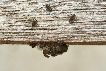 Fototapete bei efototapeten.de bestellen   