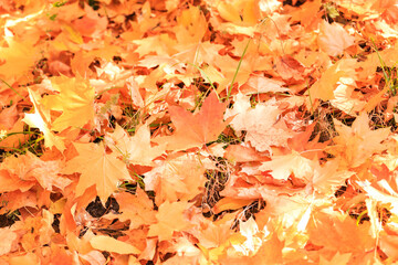 Autumn seasonal colorful background with texture of fallen yellow orange foliage with maple leaves. Beauty in nature on a warm sunny day in good weather