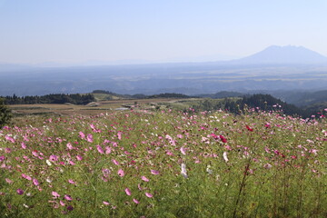 field of pink flowers