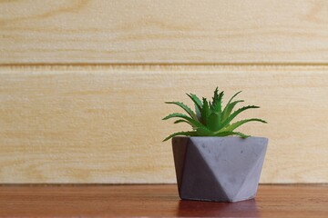 Mini aloe succulent plant on table against wall. Copy space for text