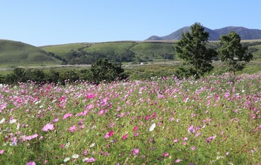 field of wildflowers