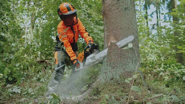 Female logger in the forest, young woman specialist in protective gear cuts a tree with a chainsaw, works on deforestation.