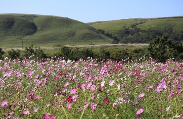 Beautiful cosmos flowers blooming in the mountains