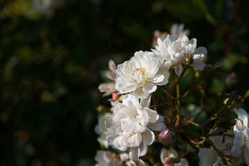 little white roses on a branch. flowers in the garden. romantic.