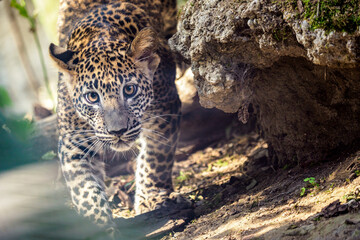 Sri Lankan leopard cub, Panthera pardus kotiya