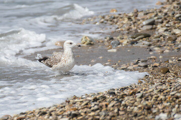 A large gray seagull on the shore