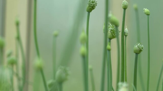 Close-up view of sprouts of fresh green garlic. Camera movement between plants. Blurred background picture