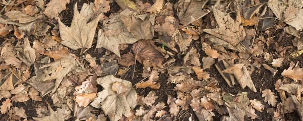 texture leaves background 