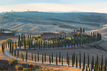 vineyard in the morning