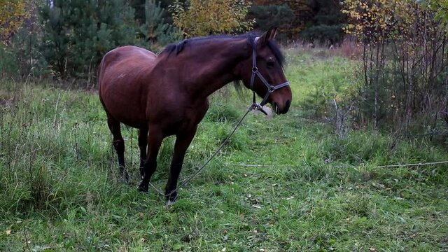 A bay horse in a halter grazes on an autumn meadow