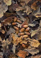 dry oak leaves and acorns, natural forest background close up. symbol of autumn season. fall time. top view