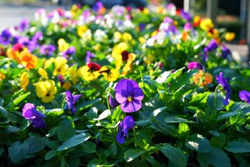 beautiful bright vibrant colorful pansy flower seedlings  with green leaves in the evening sun on a flower shop shelf in Budapest suburb, Hungary