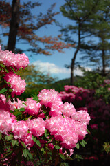 シャクナゲの花