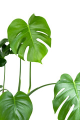 A beautiful leaf of monstera deliciosa or Swiss cheese plant on a white background. Home gardening concept. Selective focus. Close up.