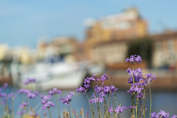 Fleurs dans le port de Fiumicino en Italie