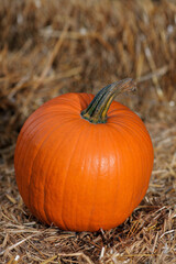 Halloween pumpkin on hay in rustic style. Single ripe orange field pumpkin on sunny autumn day. Copy space.