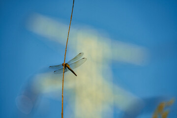 잠자리와 송전탑