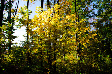 Autumn forest scenery with rays of warm light illumining the gold foliage
