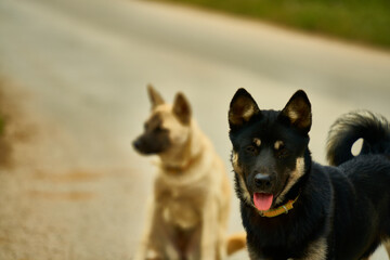 기대하는 강아지