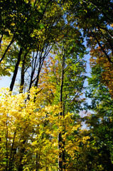 Autumn forest scenery with rays of warm light illumining the gold foliage