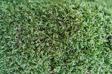 close up of the moss growing on the bark of an old tree