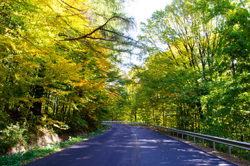 Autumn forest scenery with rays of warm light illumining the gold foliage