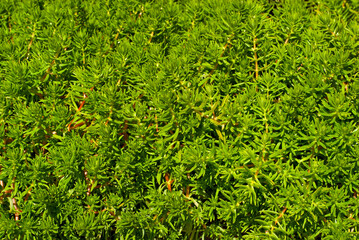 Texture of small green vases. Little green leaves close up. Houseplants.